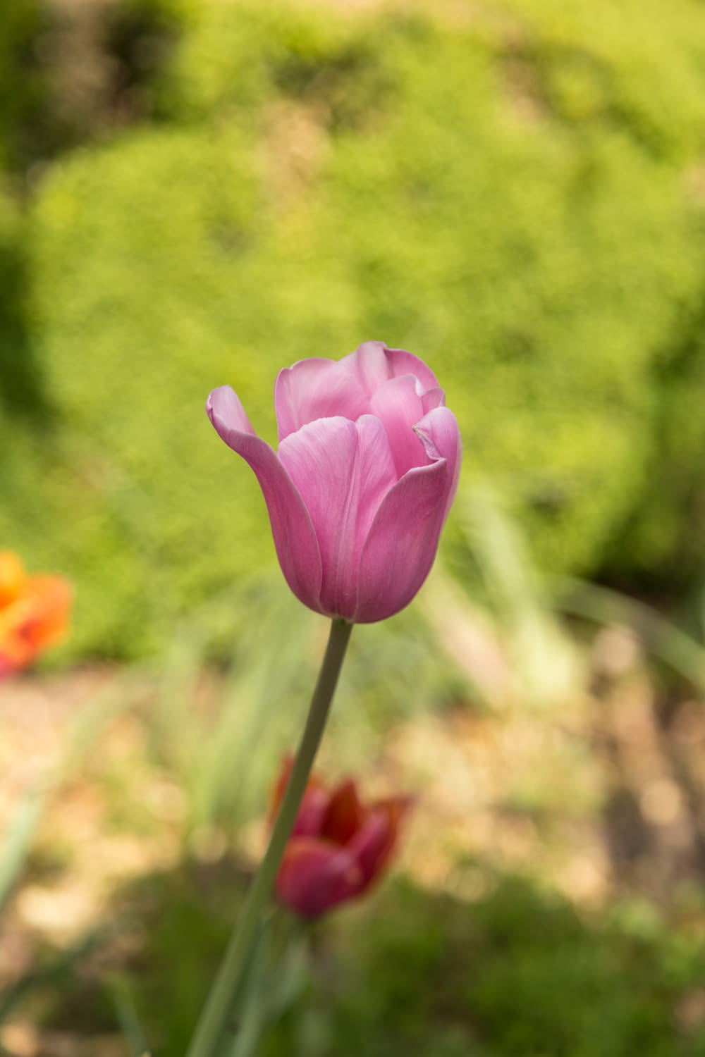 a single pink tulip in a garden with other tulips
