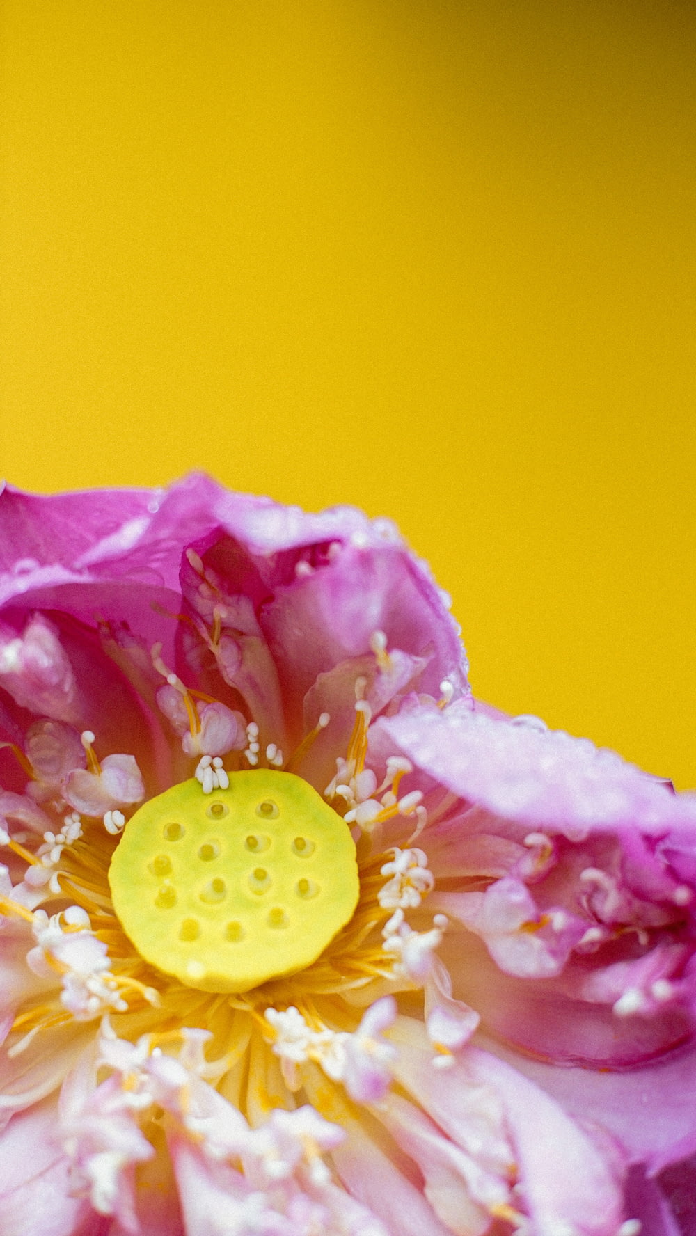 a close up of a pink flower on a yellow background
