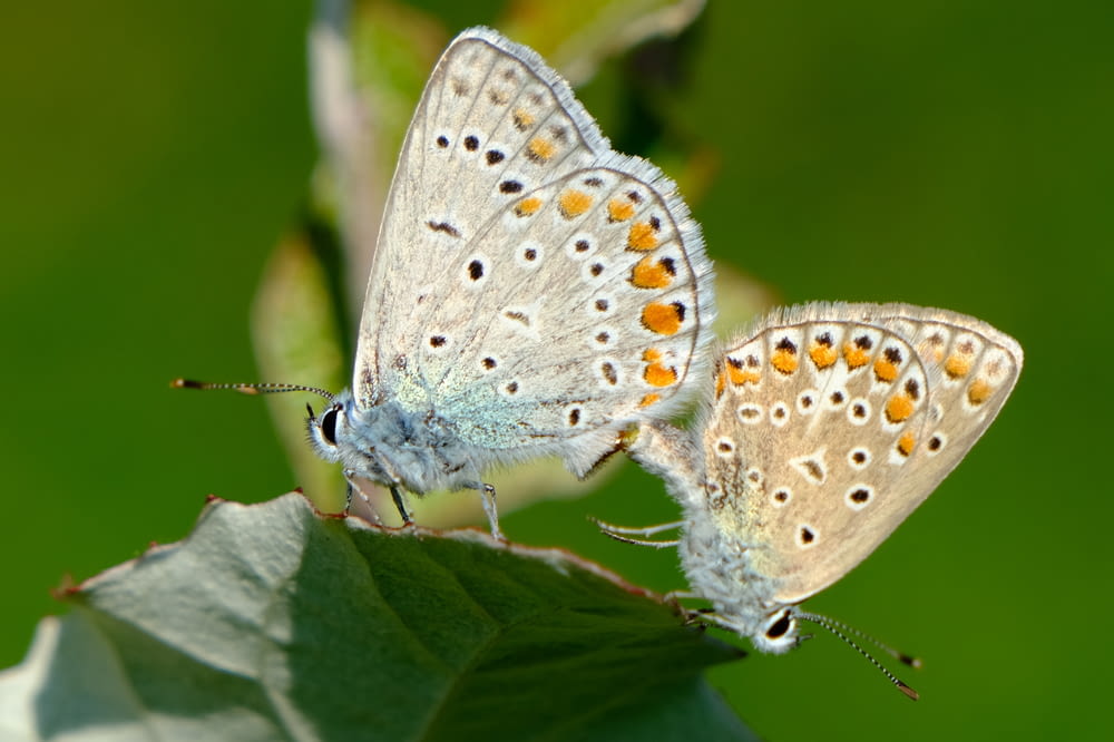two butterflies sitting on top of a green leaf