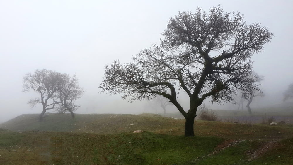 three trees on a hill in the fog