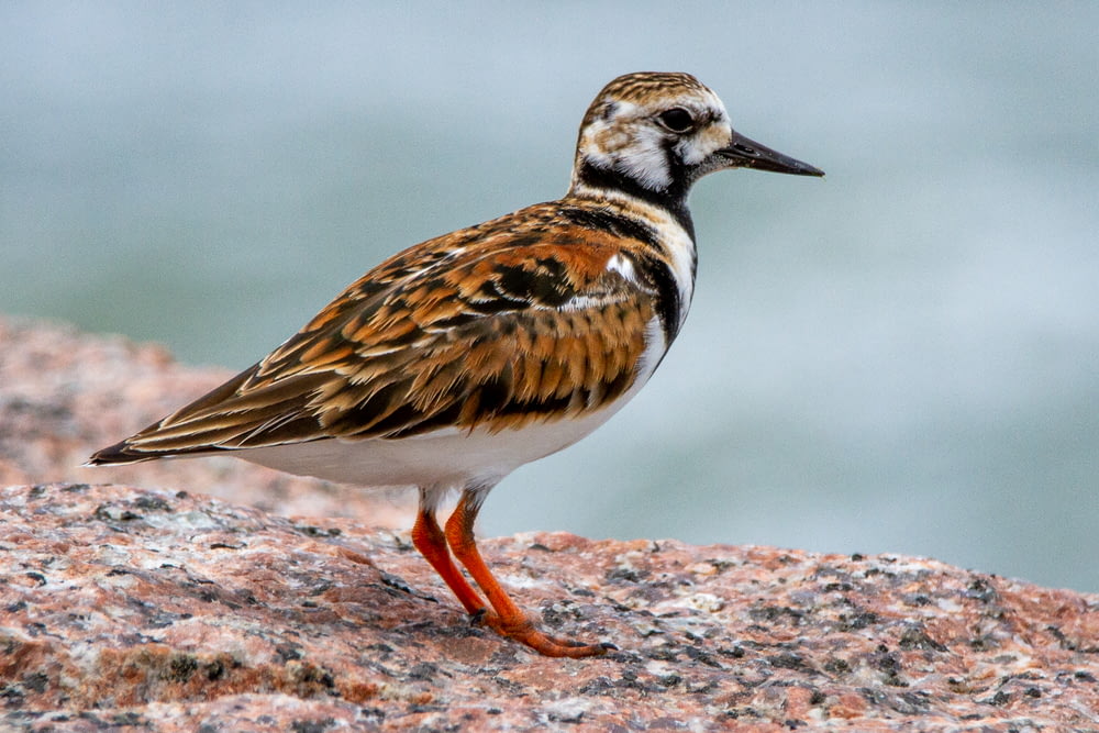 a brown and white bird standing on a rock