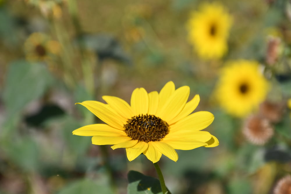 a sunflower in a field of yellow flowers