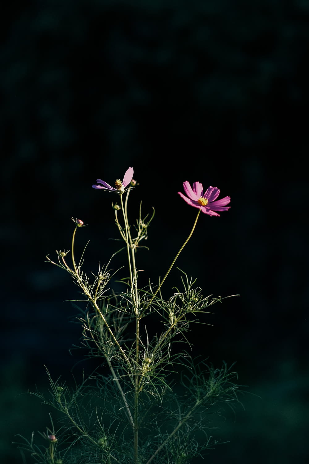 a couple of pink flowers sitting on top of a plant
