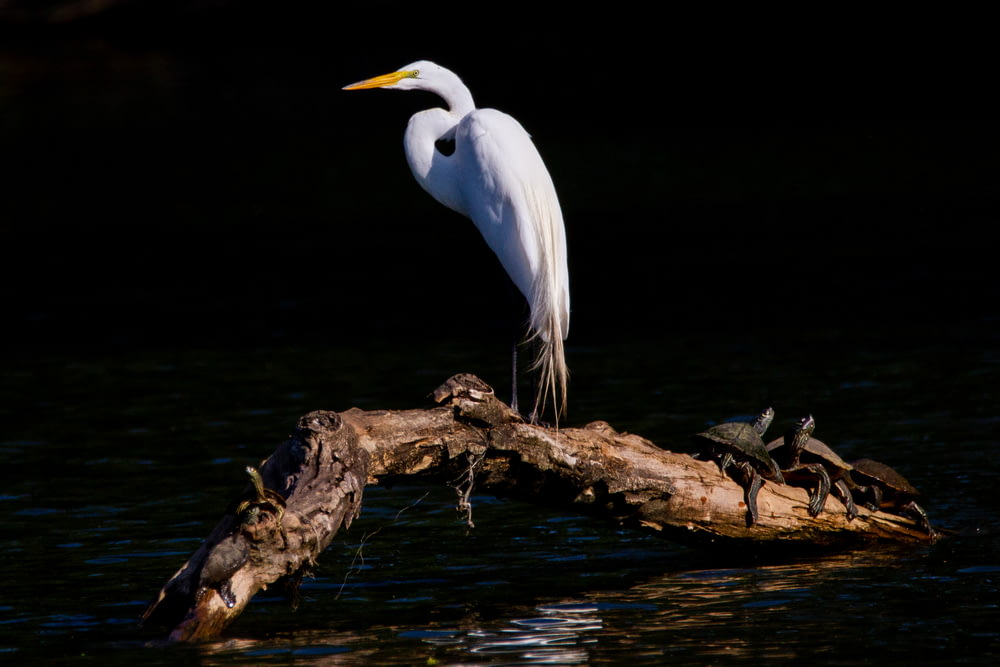 a white egret standing on a log in the water