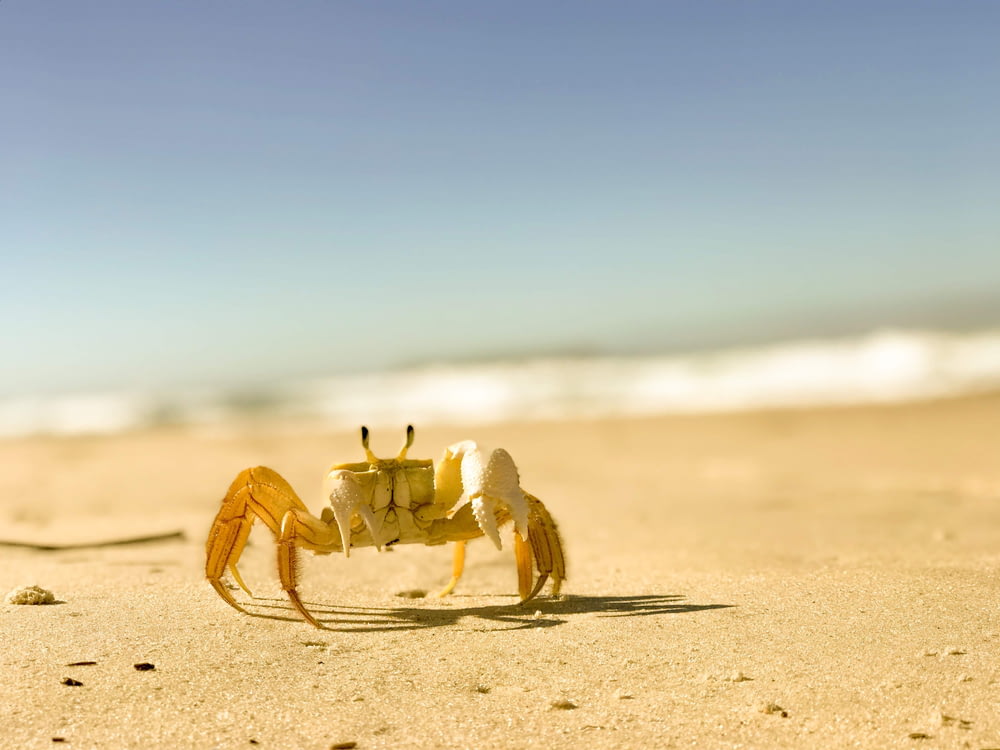 a crab on a beach with the ocean in the background