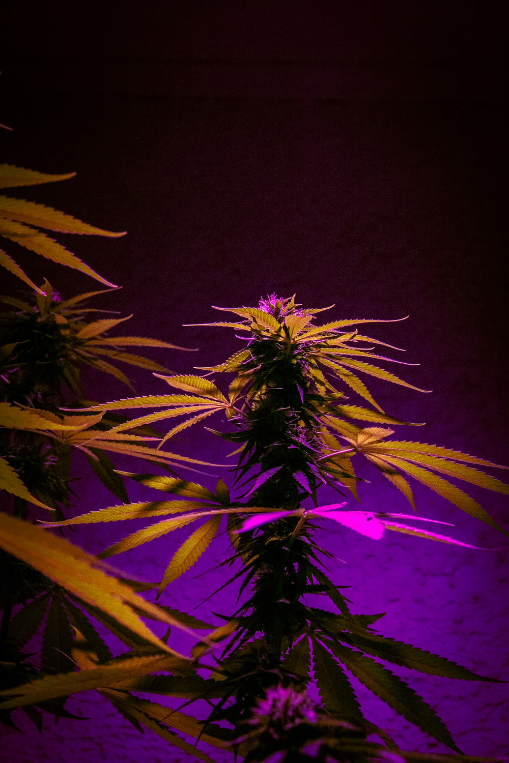 배경에 보라색 빛이 있는 식물
