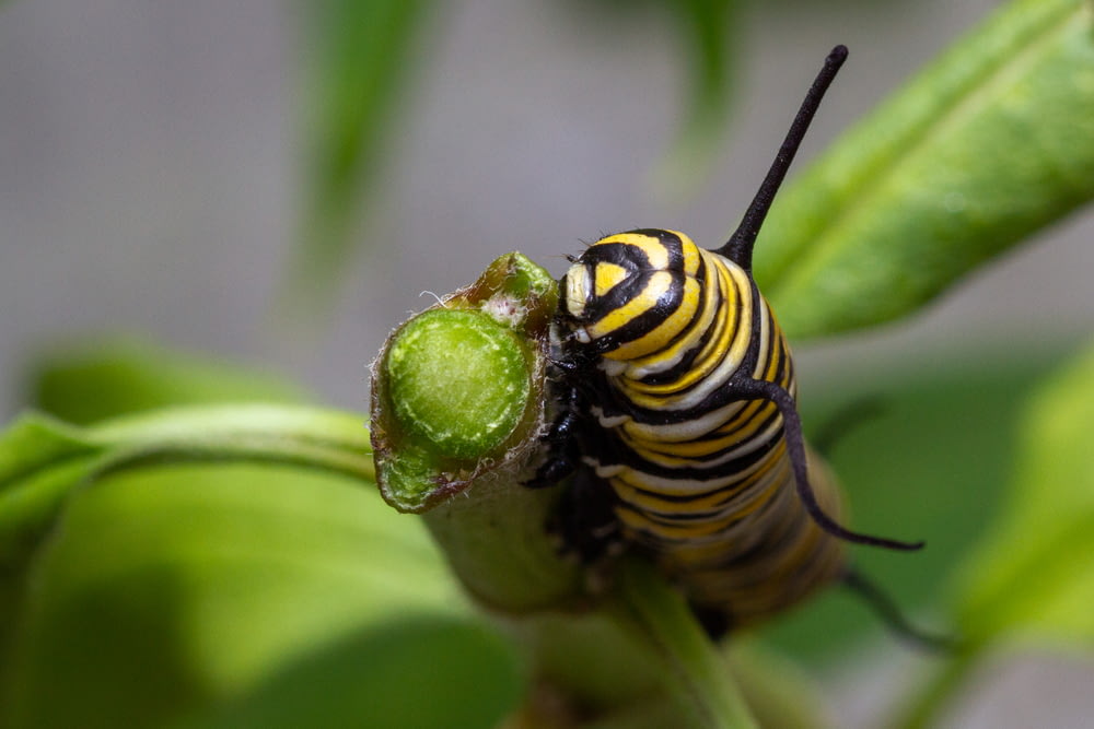 a close up of a caterpillar on a plant