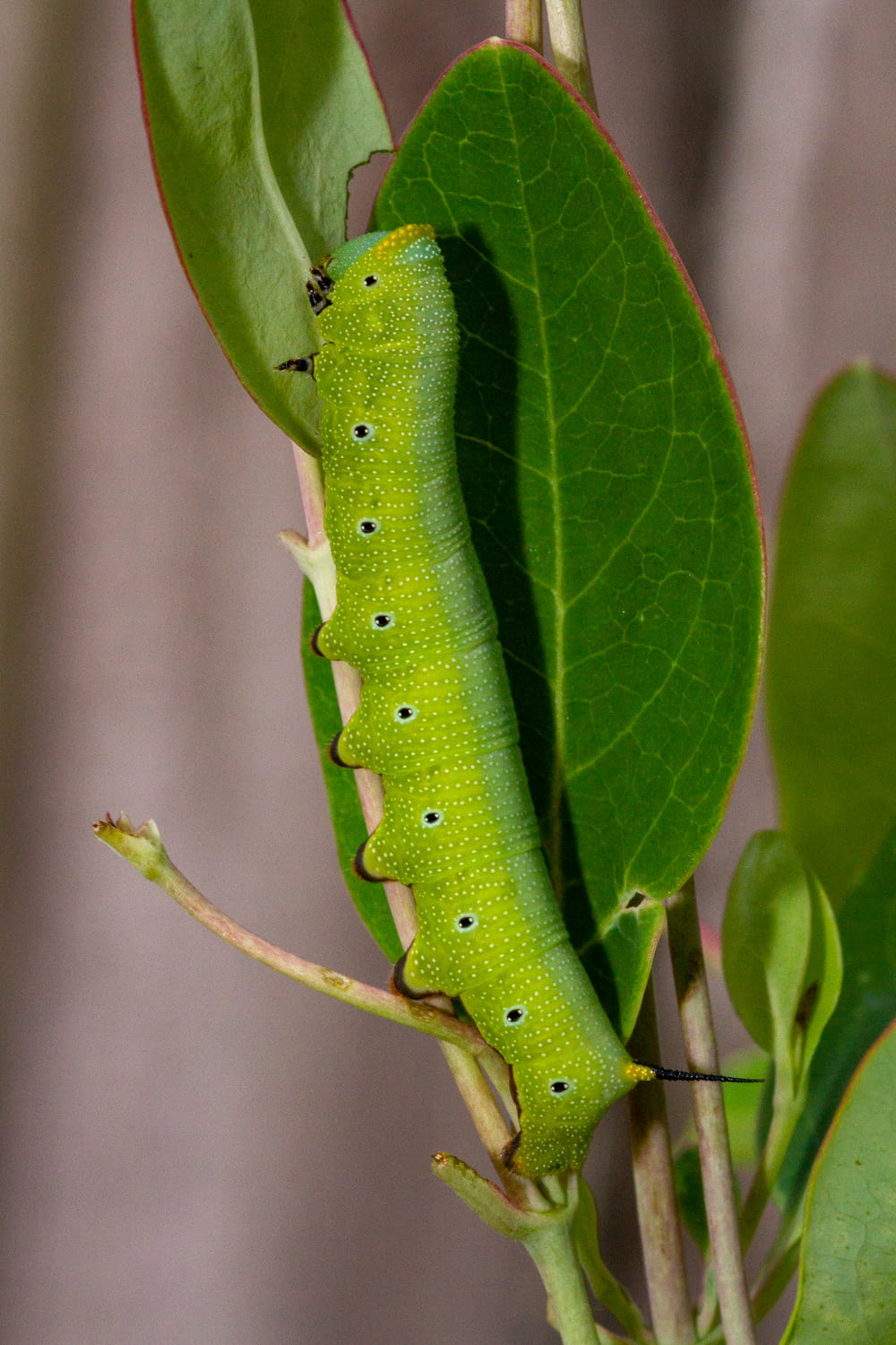 a green caterpillar sitting on top of a leaf