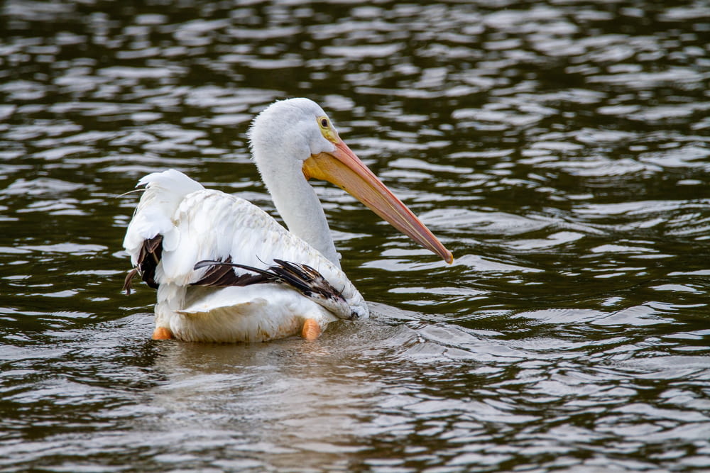 a white pelican with a long beak swims in the water