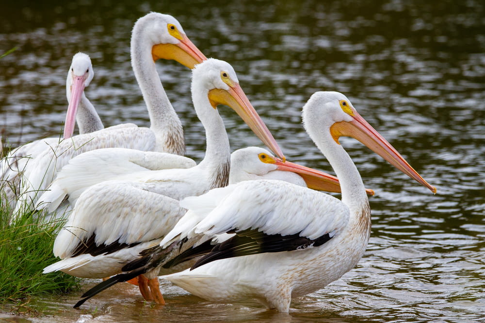 a group of pelicans standing in a body of water