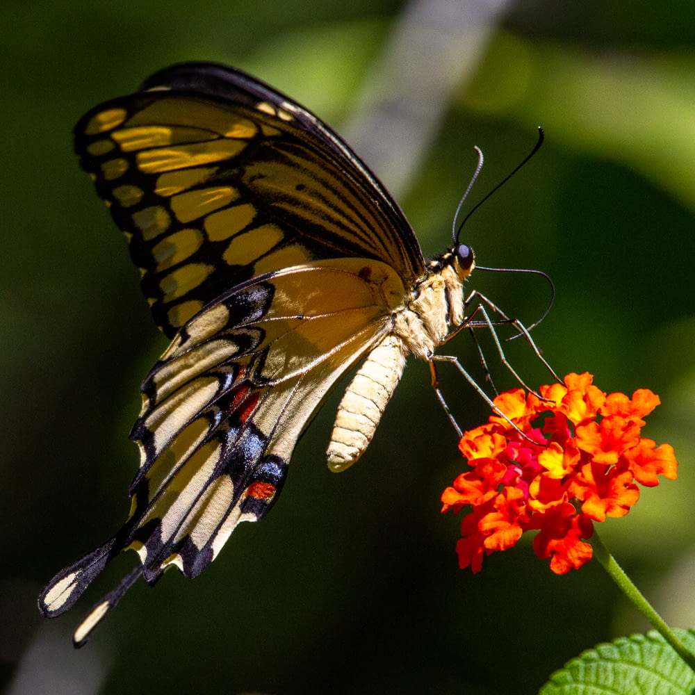 a yellow and black butterfly sitting on top of a flower