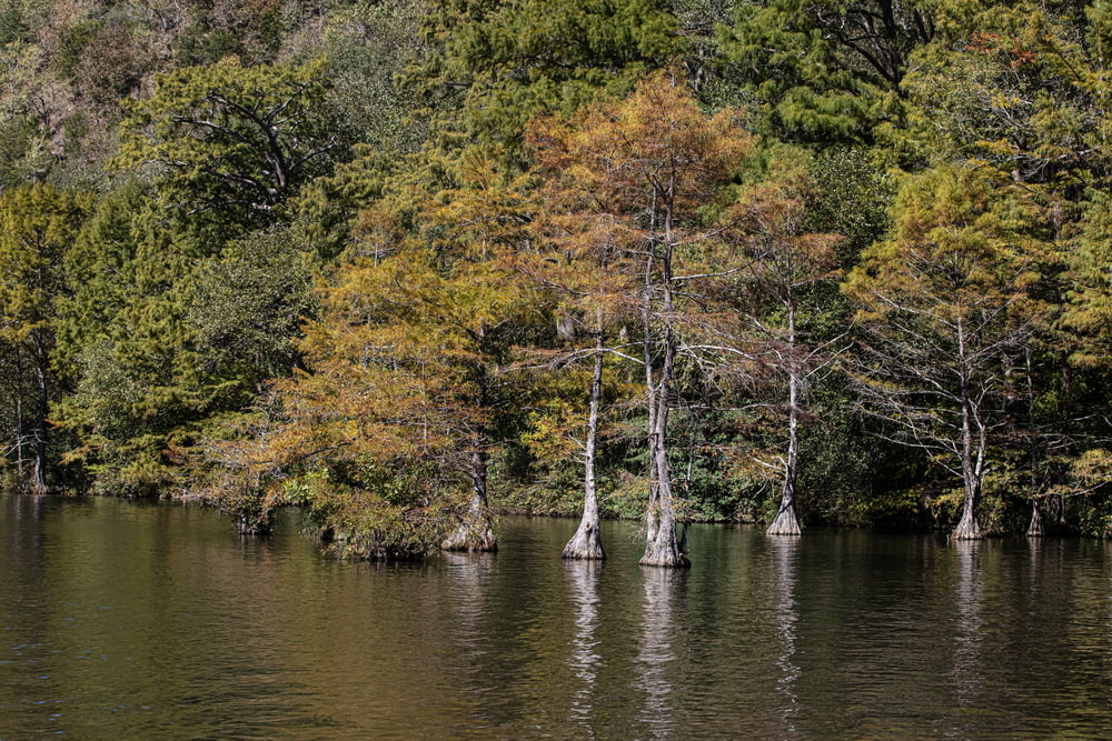 Un cuerpo de agua rodeado de muchos árboles
