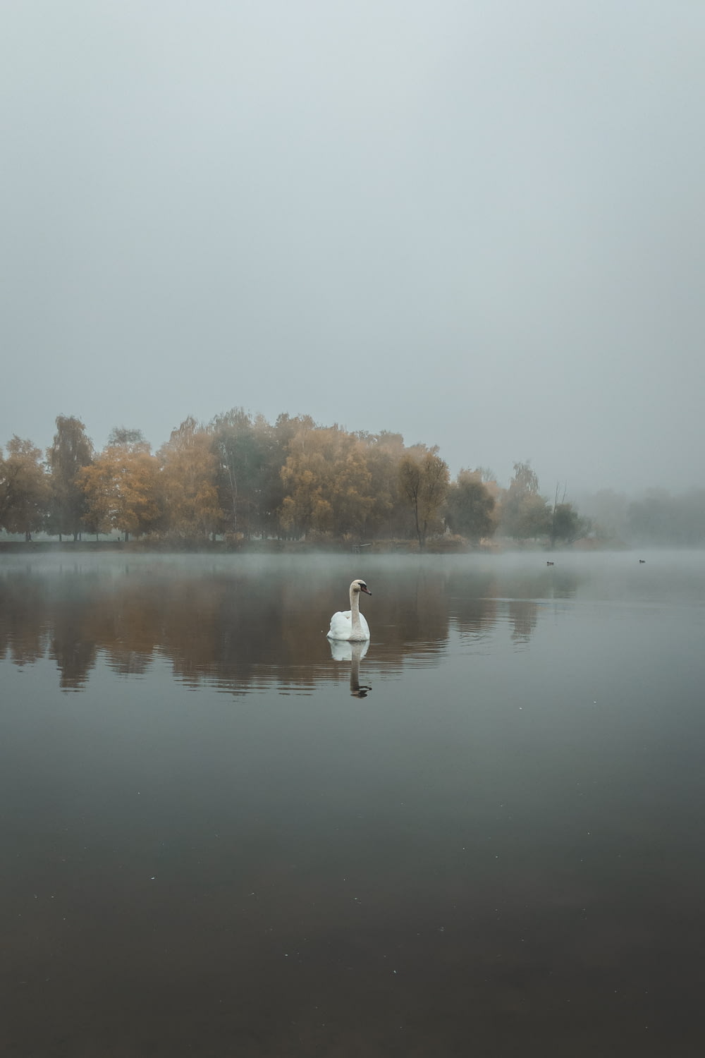 a white swan floating on top of a lake next to a forest