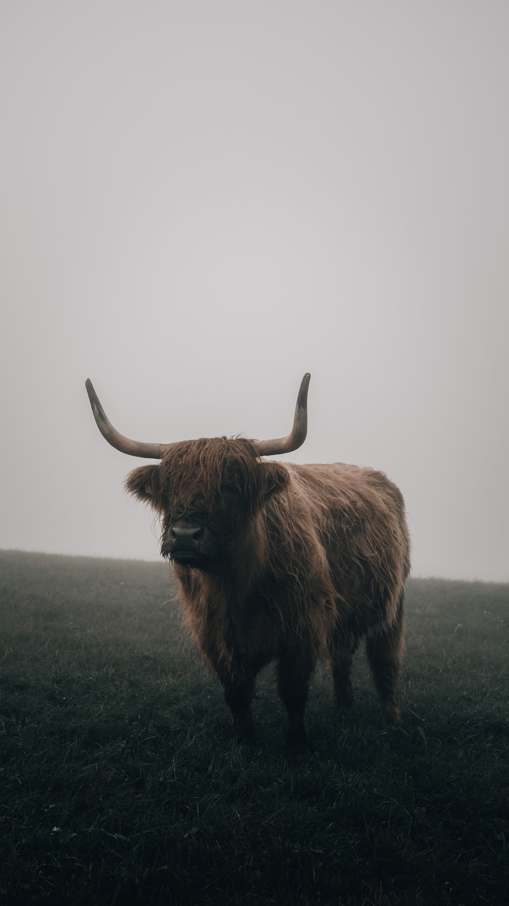 a long horn bull standing in a field