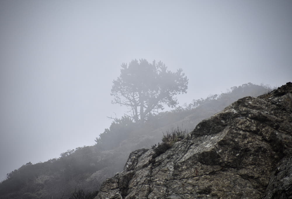 a lone tree on a foggy mountain top