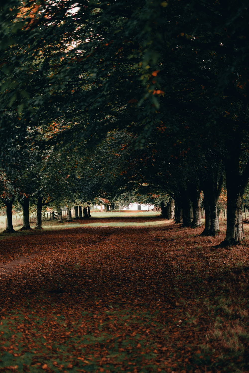 a row of trees with leaves on the ground