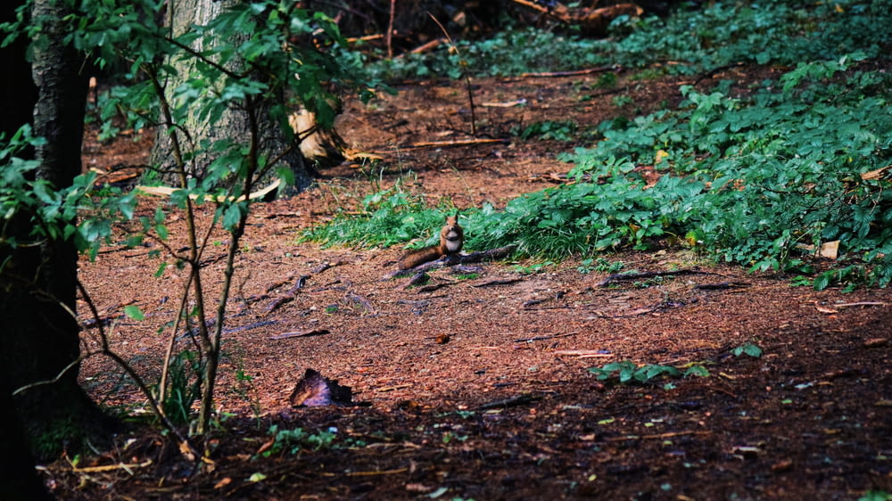 a small bird walking on a dirt path in the woods