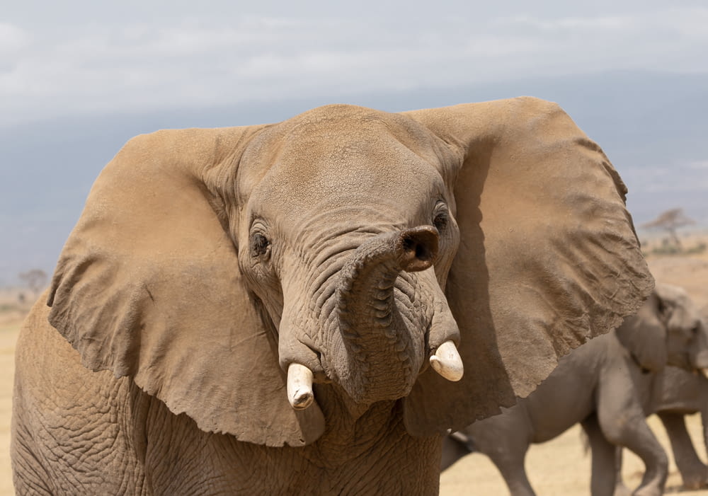 a close up of an elephant with other elephants in the background