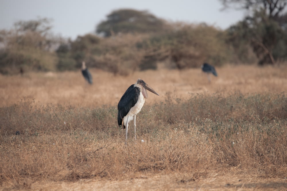 a large bird standing on top of a dry grass field