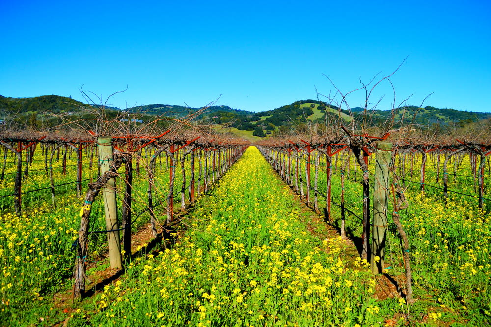 a field of yellow flowers and vines with mountains in the background