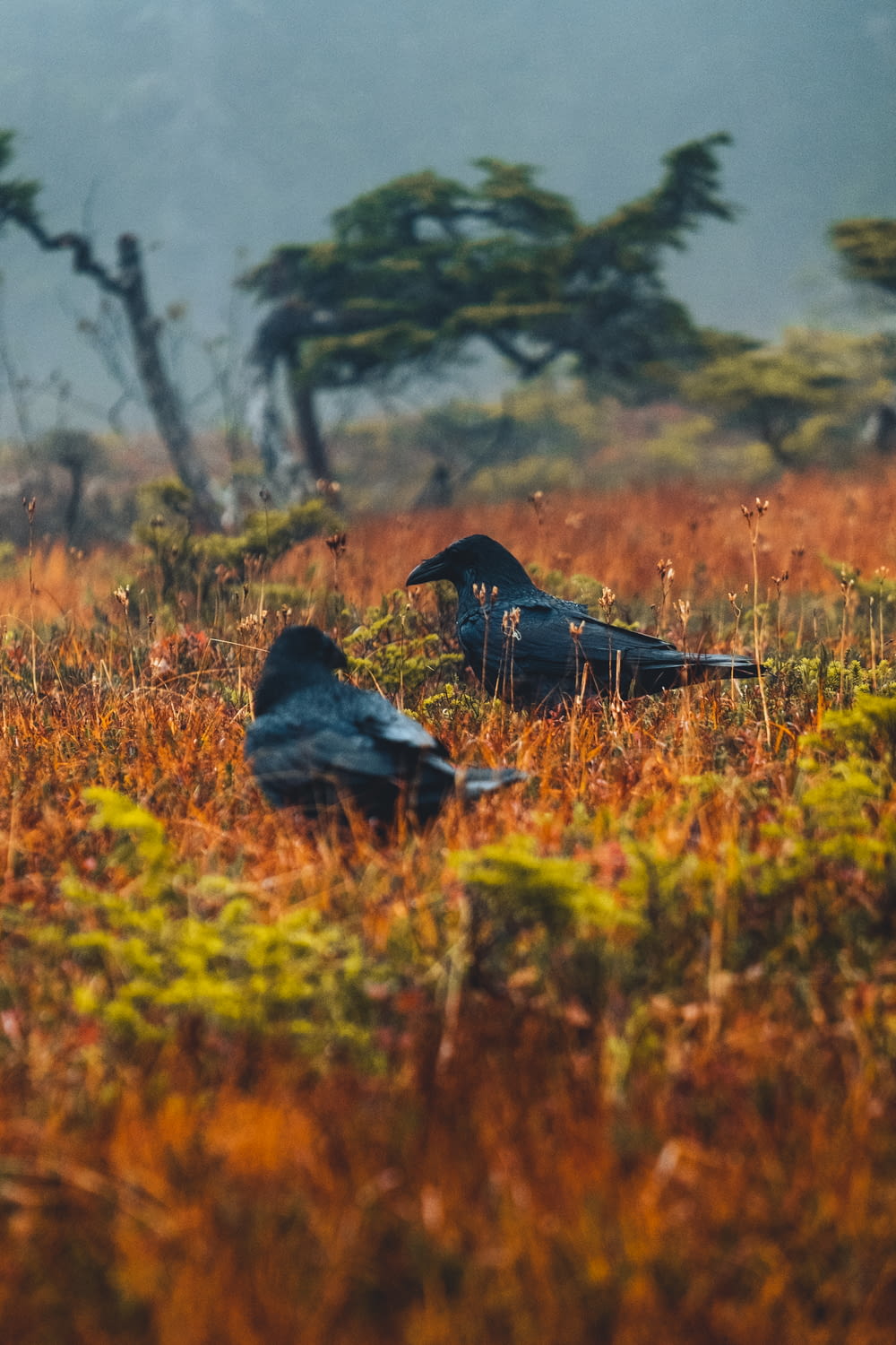 a couple of birds sitting on top of a grass covered field