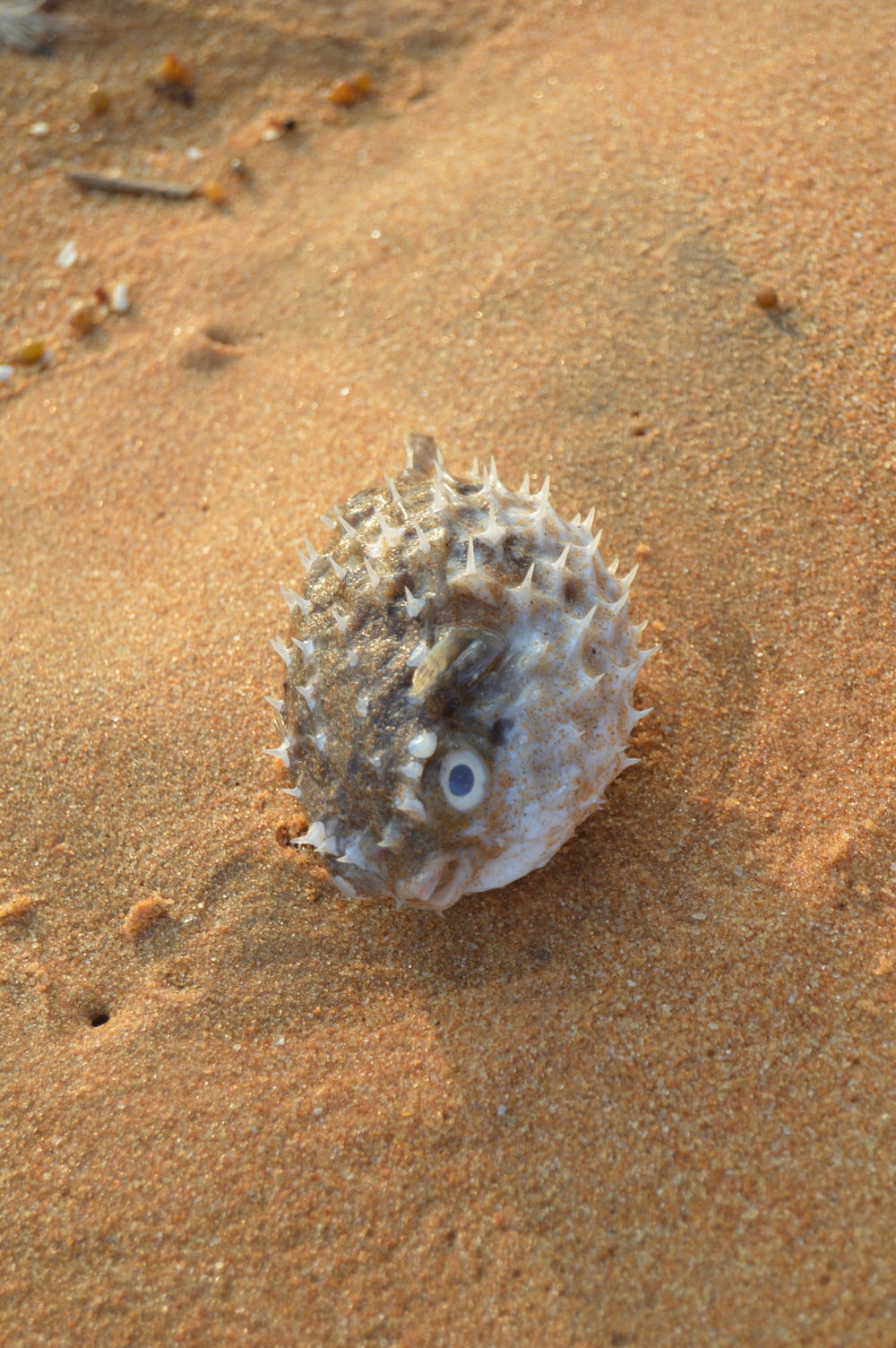 a sea urchin on the sand of a beach