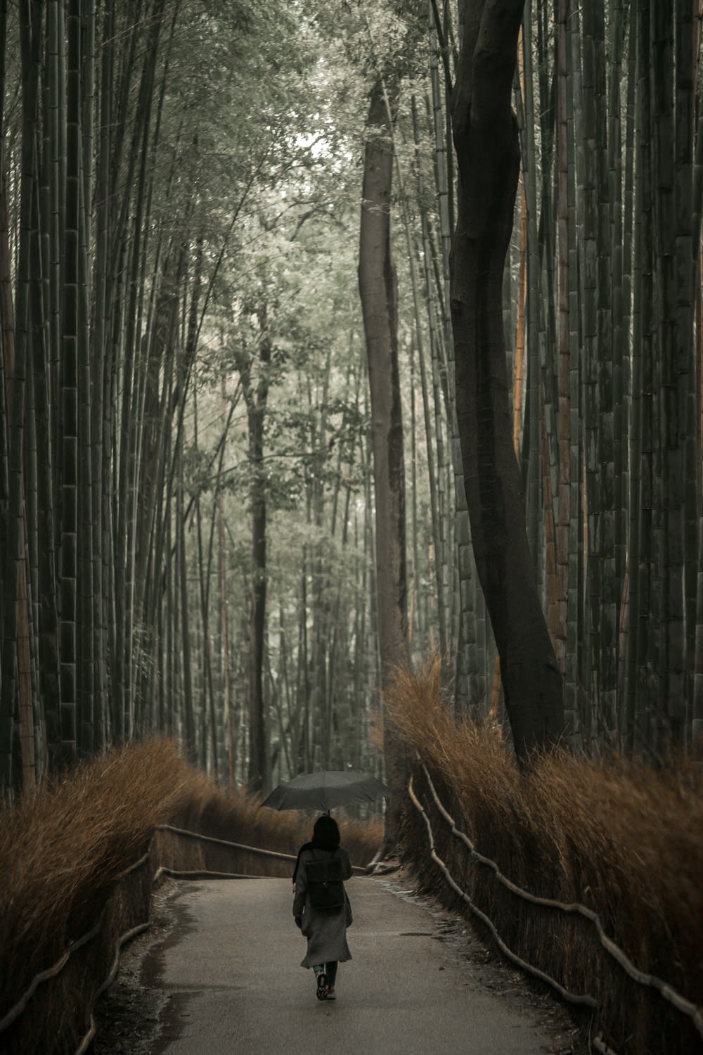 a person walking down a path in a bamboo forest