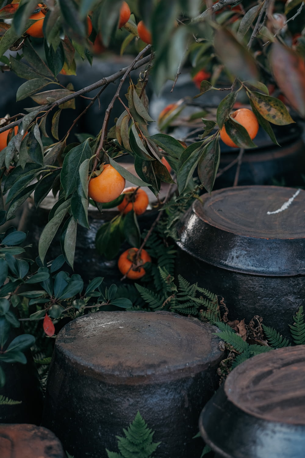 a group of pots sitting next to a tree filled with oranges