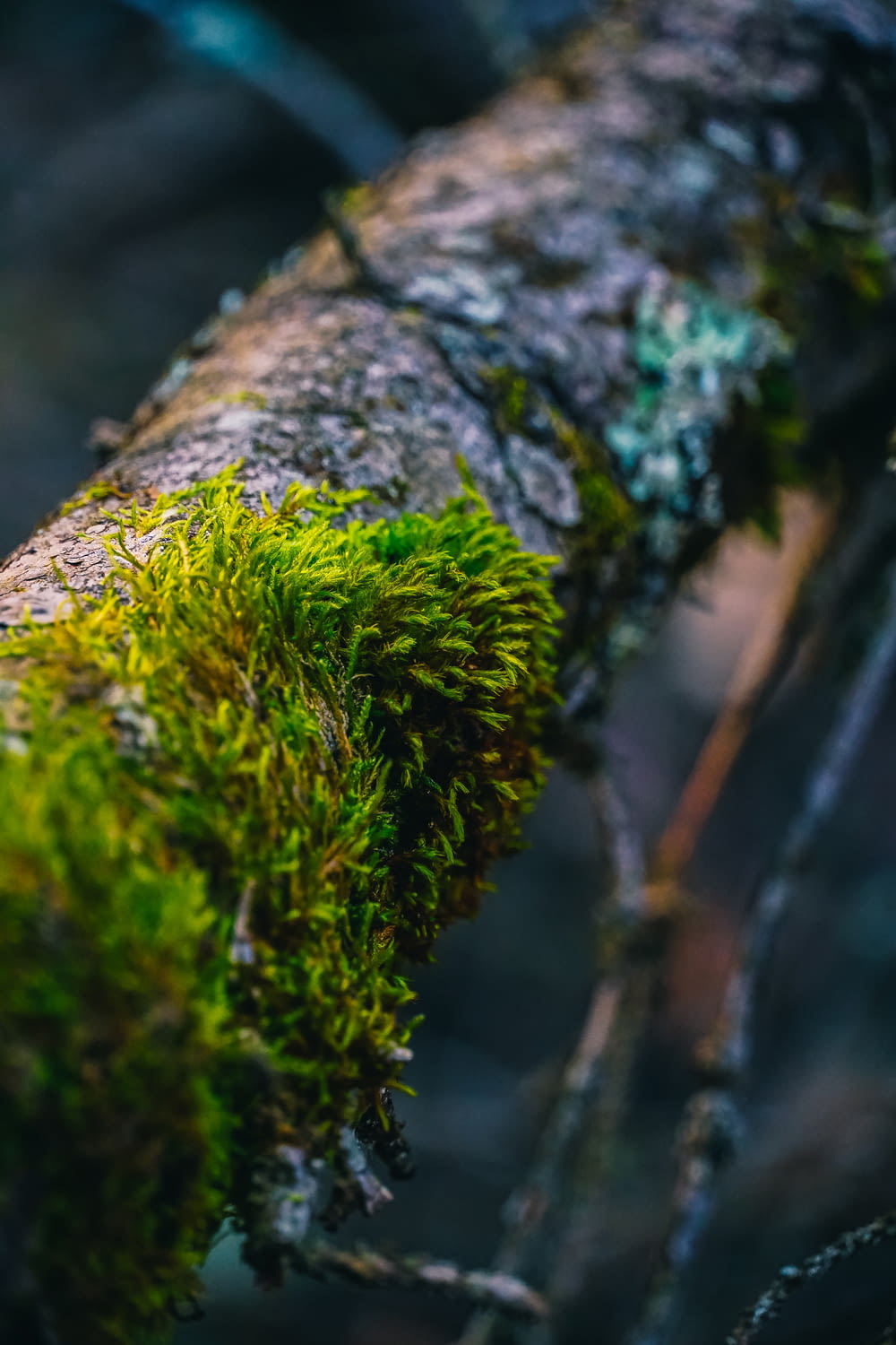 moss growing on a tree branch in the woods