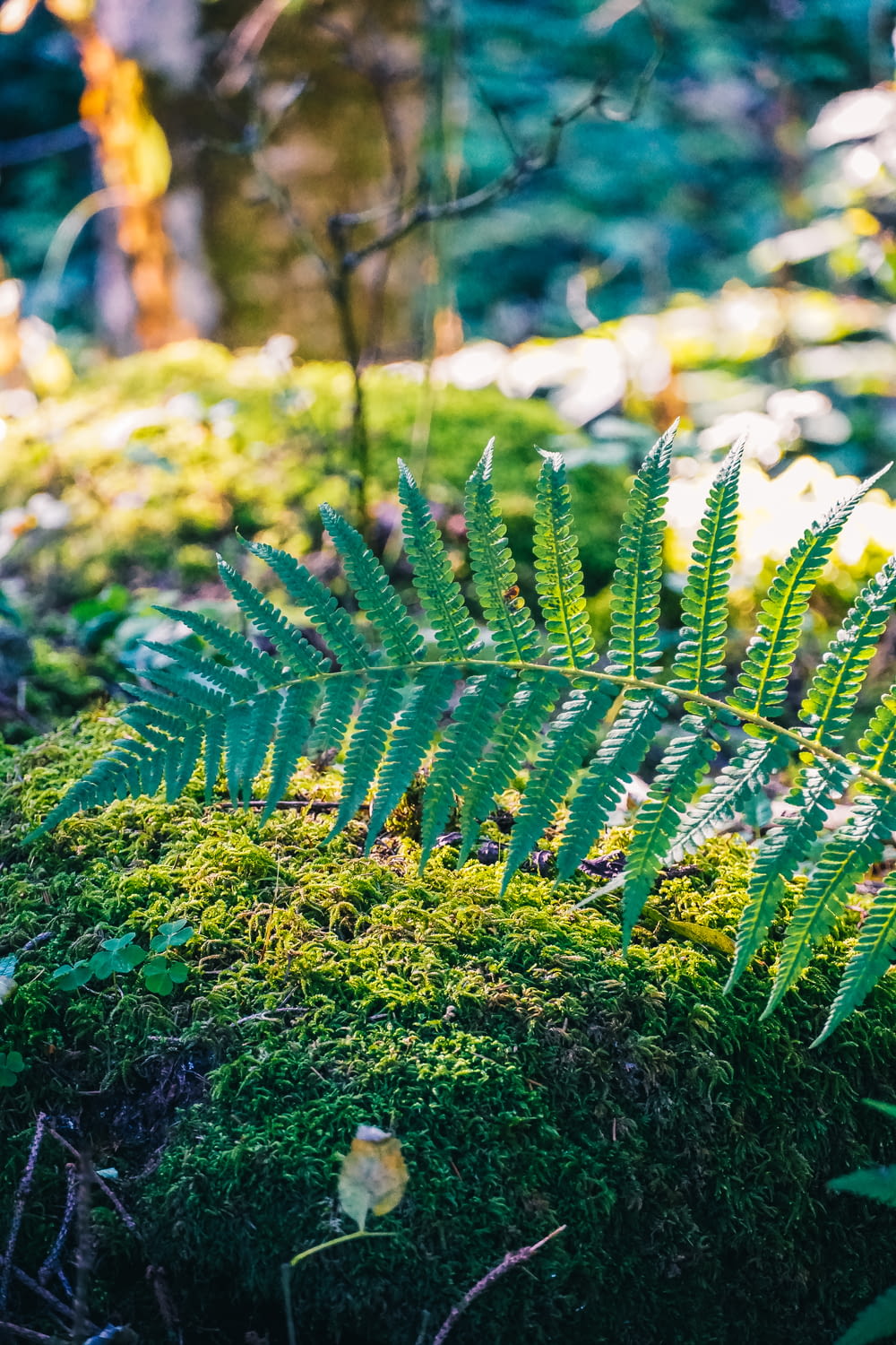 a fern is growing on a mossy surface