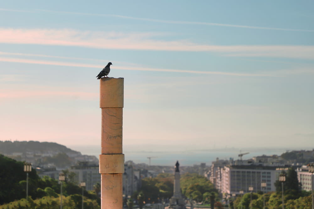 a bird sitting on top of a tall pillar