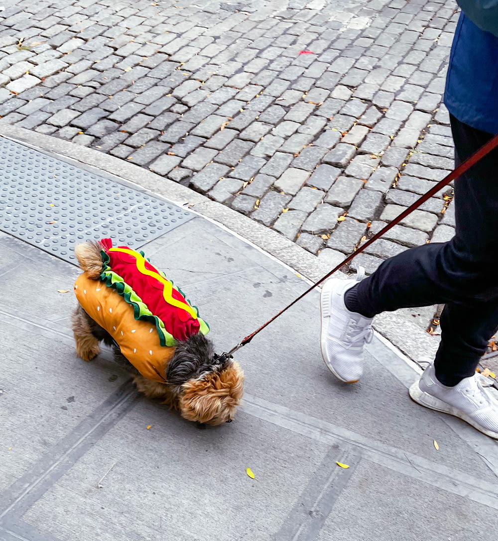 a dog wearing a hot dog costume on a leash