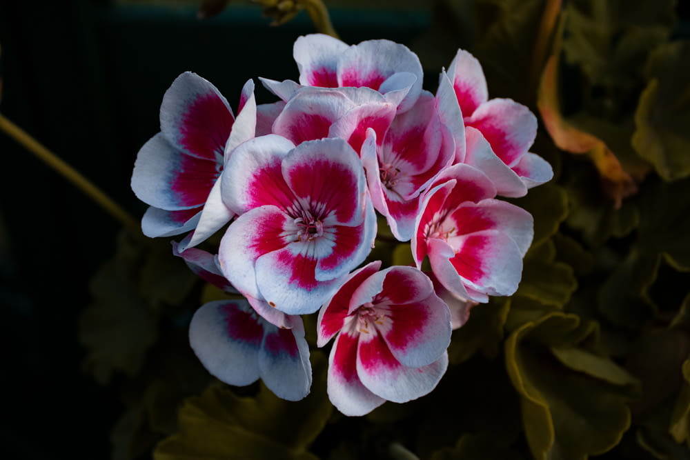 a group of pink and white flowers sitting on top of a green plant