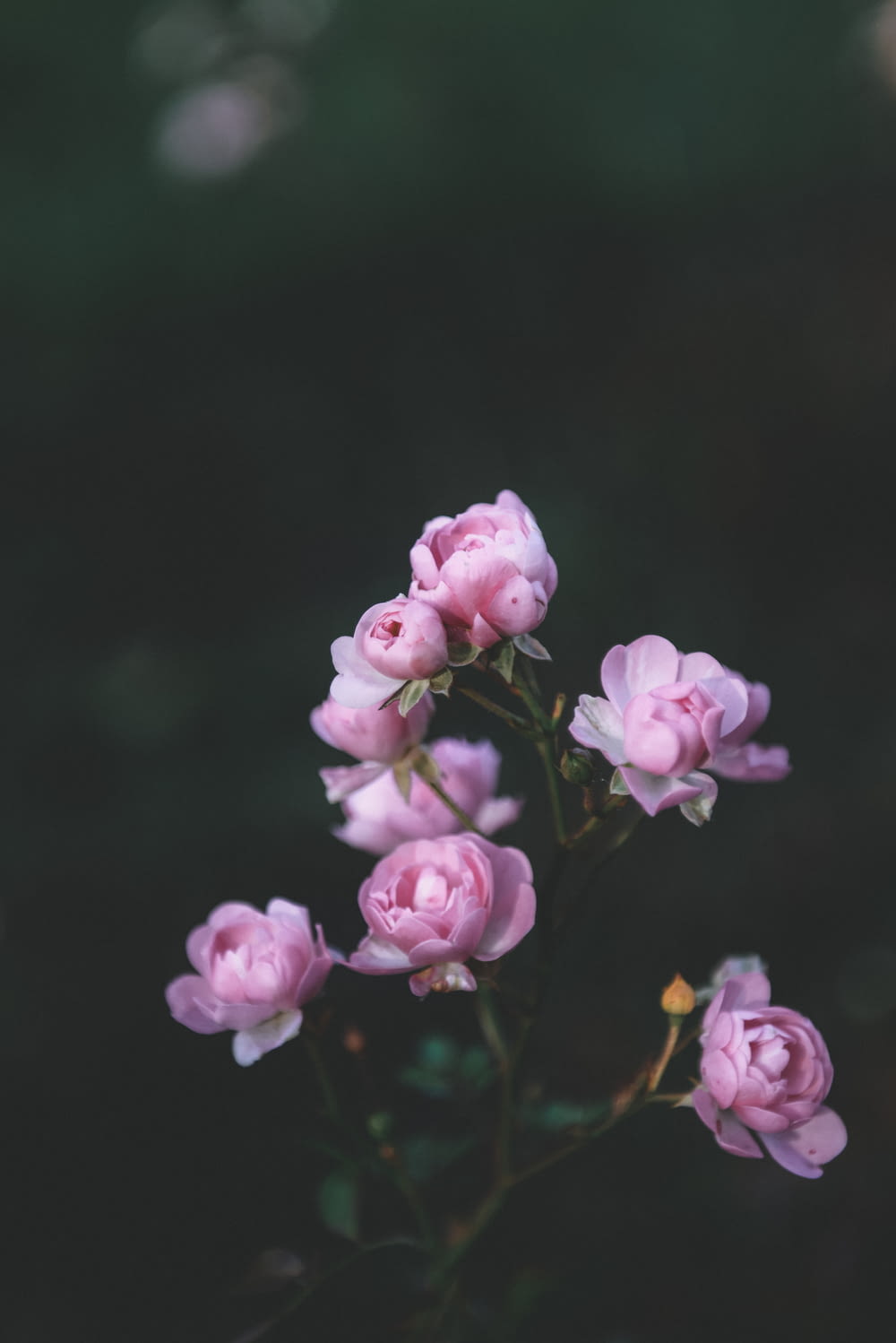 a bunch of pink flowers sitting on top of a table