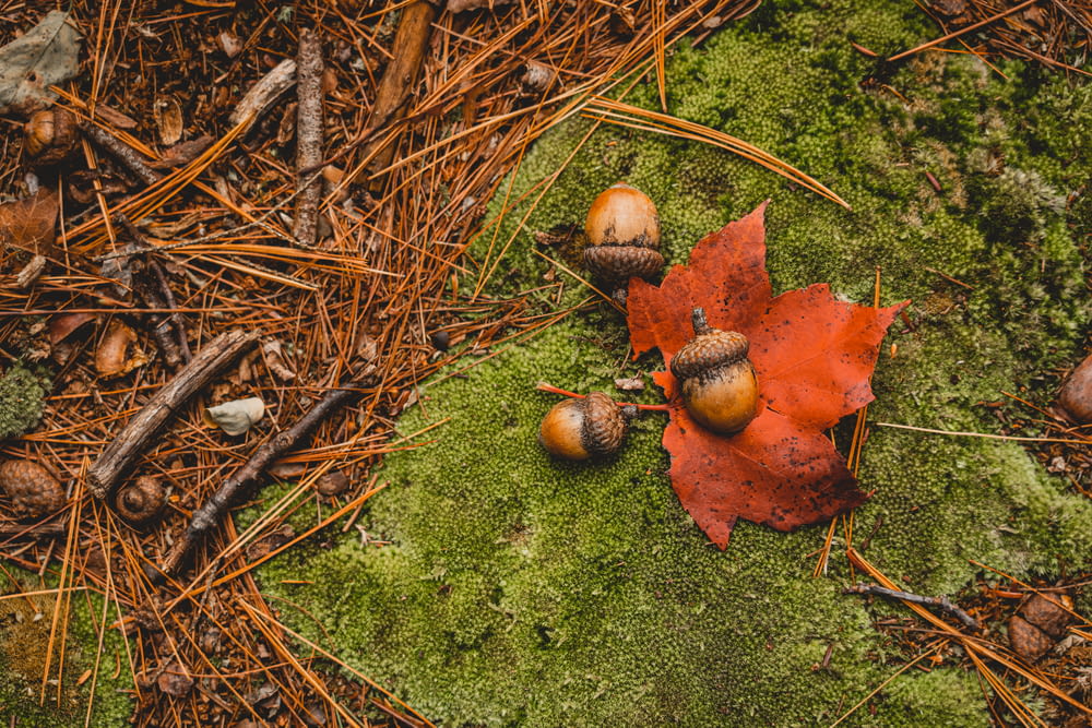 a leaf and acorns on a mossy surface