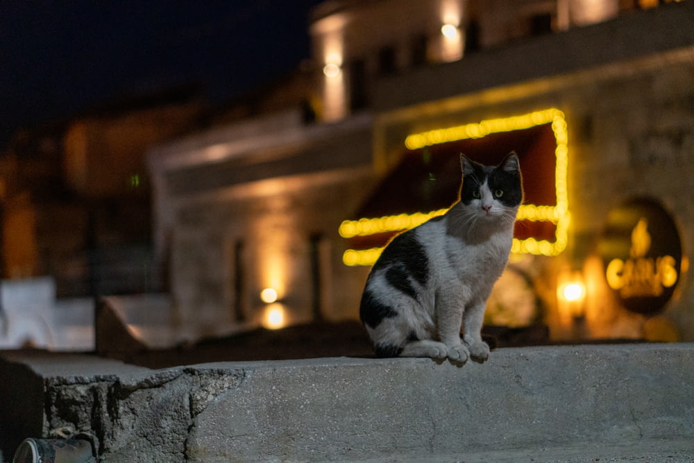 a black and white cat sitting on a ledge in front of a building