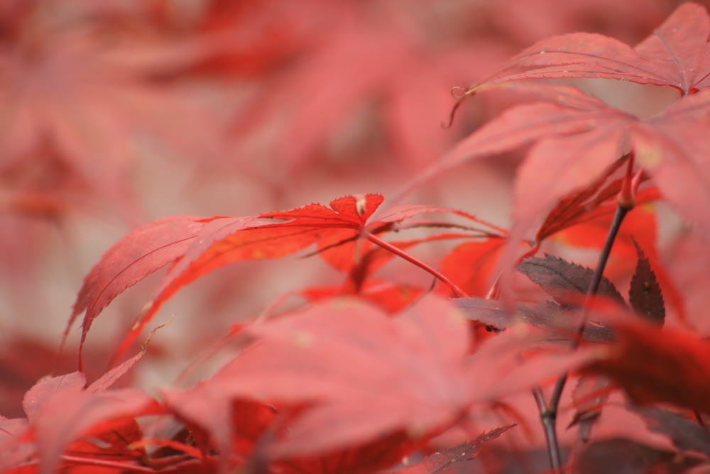 a close up of red leaves on a tree
