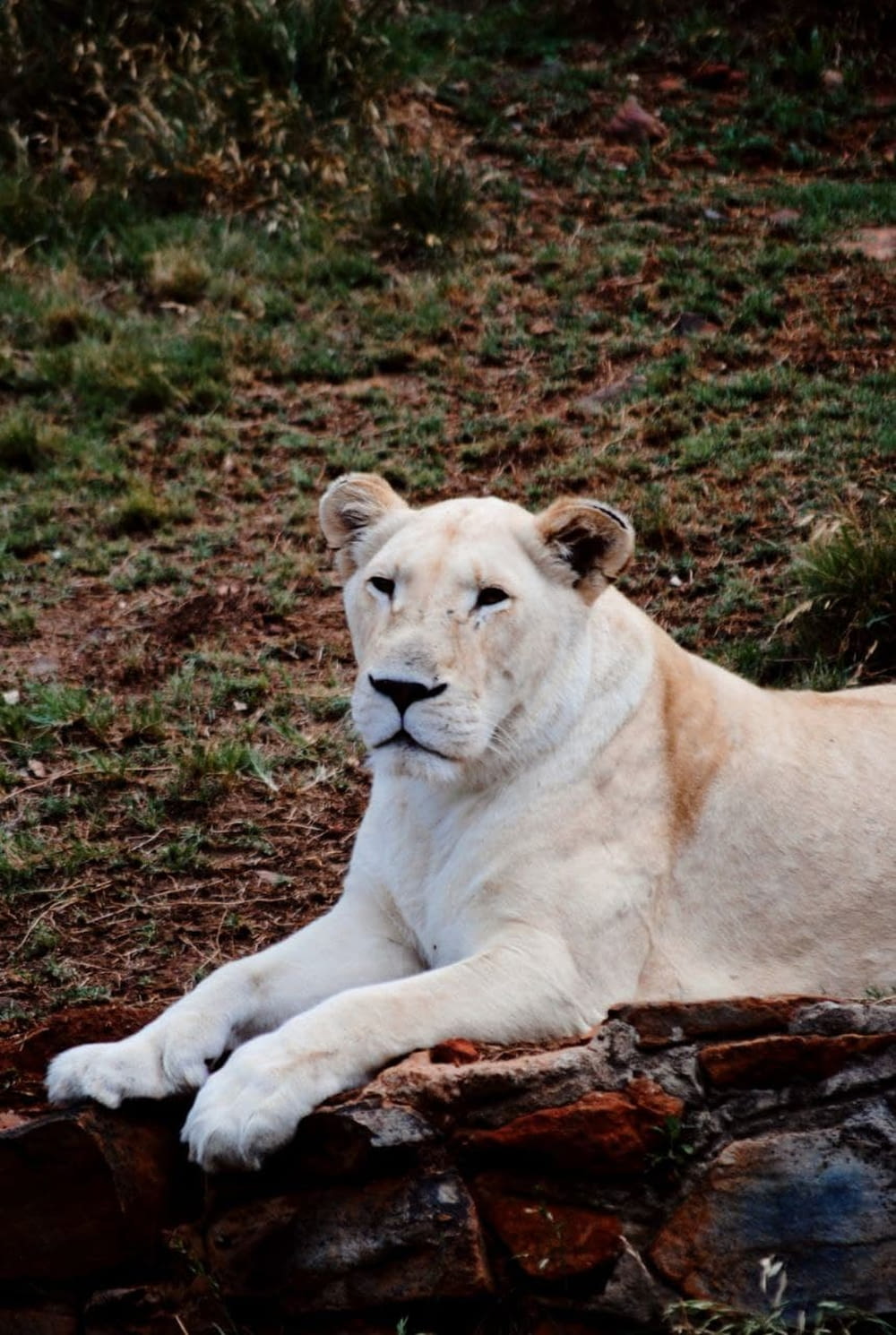 a white lion laying on top of a rock wall