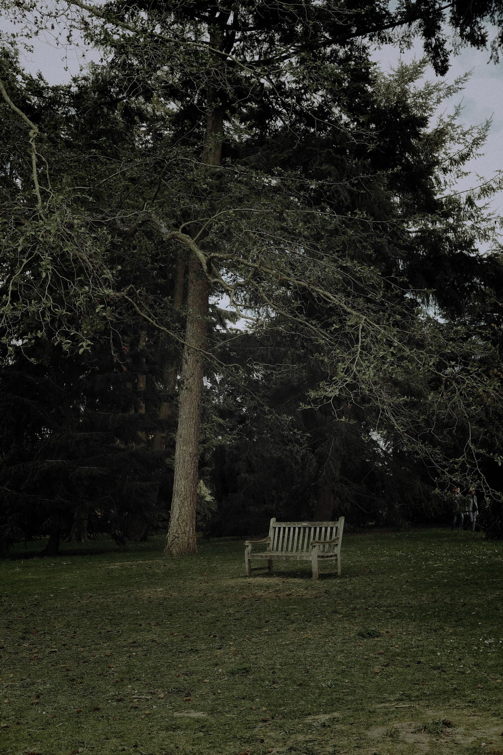 a white bench sitting under a tree in a park