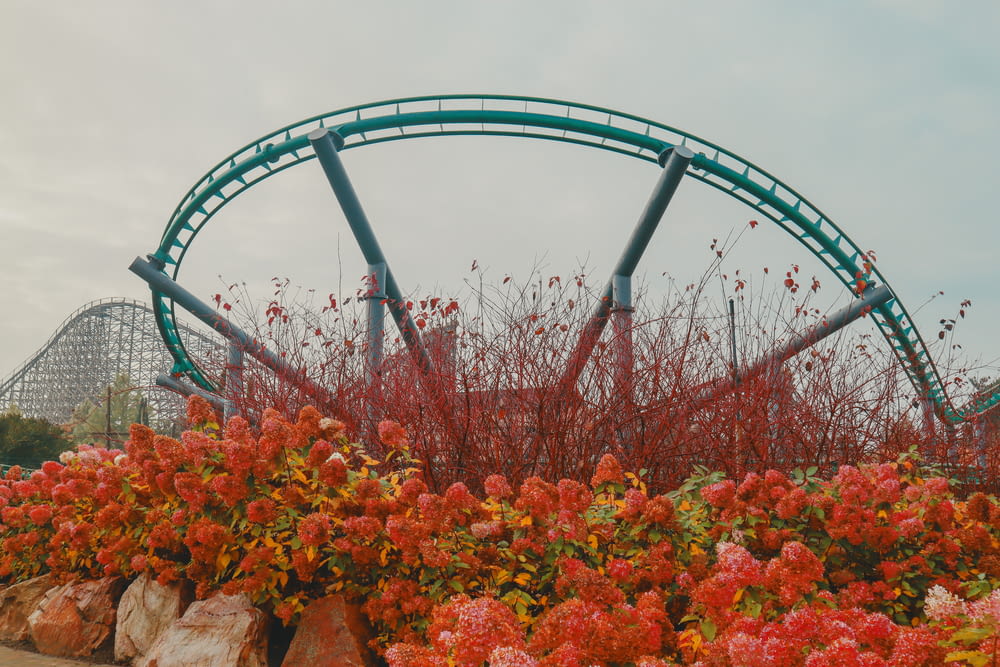 a roller coaster in the middle of a field of flowers