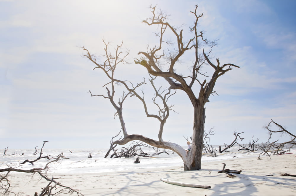 a dead tree in the middle of a snowy field