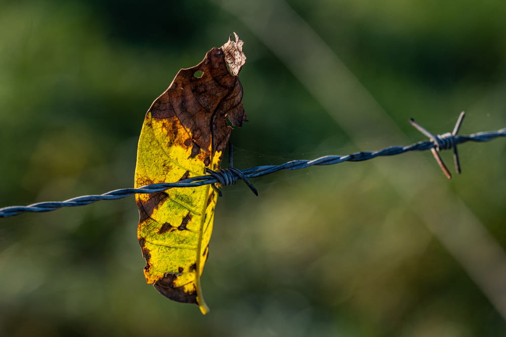 a yellow and brown leaf on a barbed wire