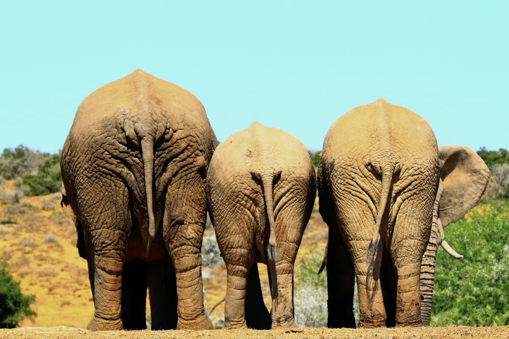 a group of elephants standing next to each other