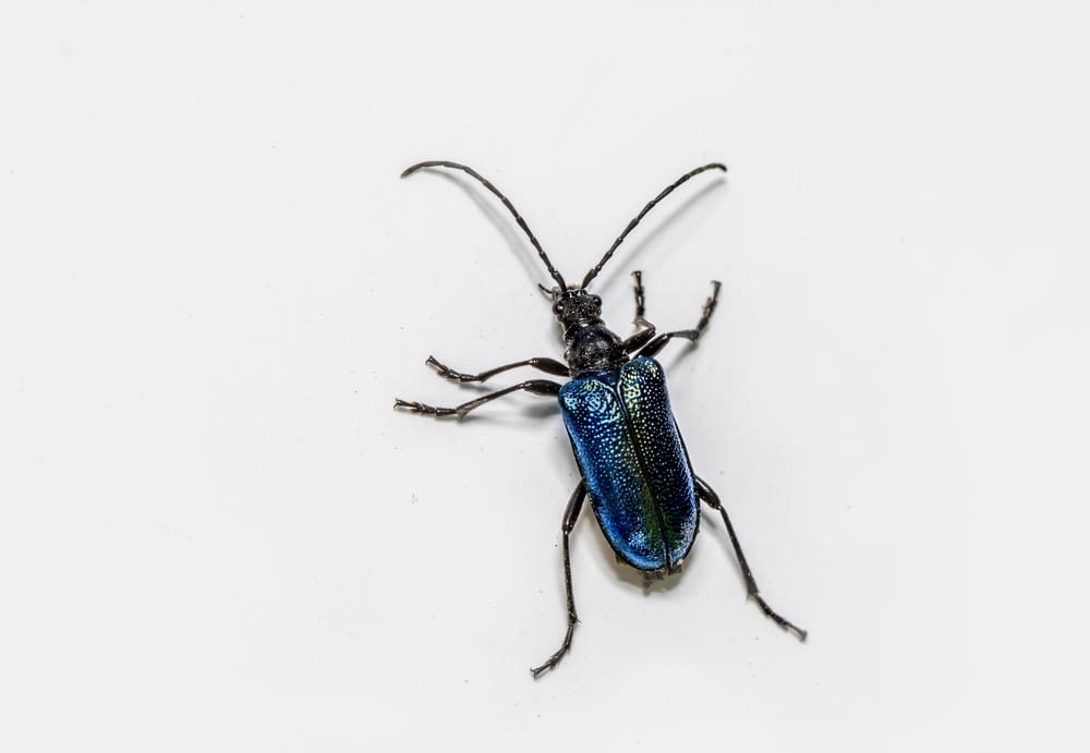 a blue bug sitting on top of a white surface