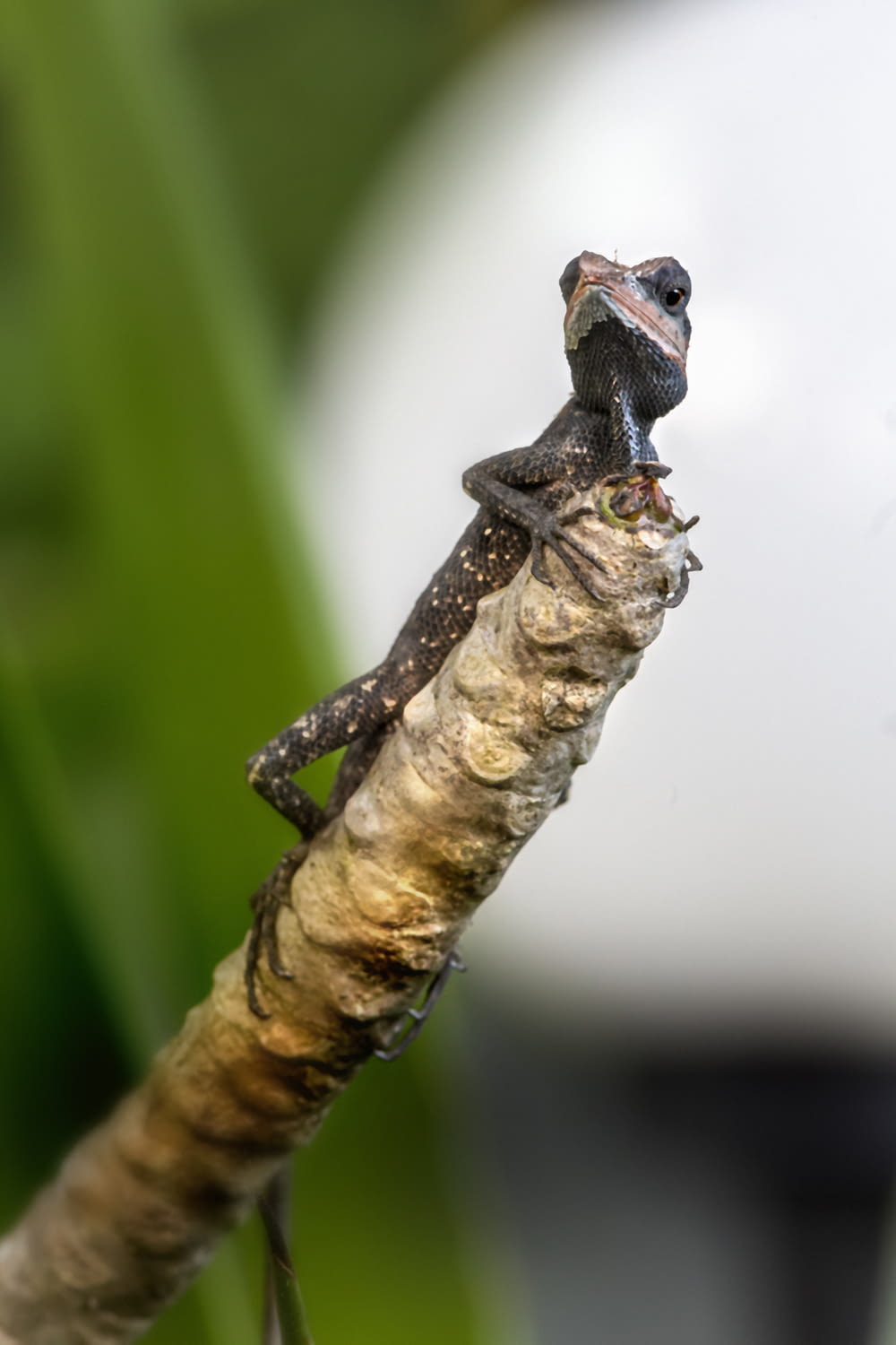 Un pequeño lagarto sentado en la cima de la rama de un árbol