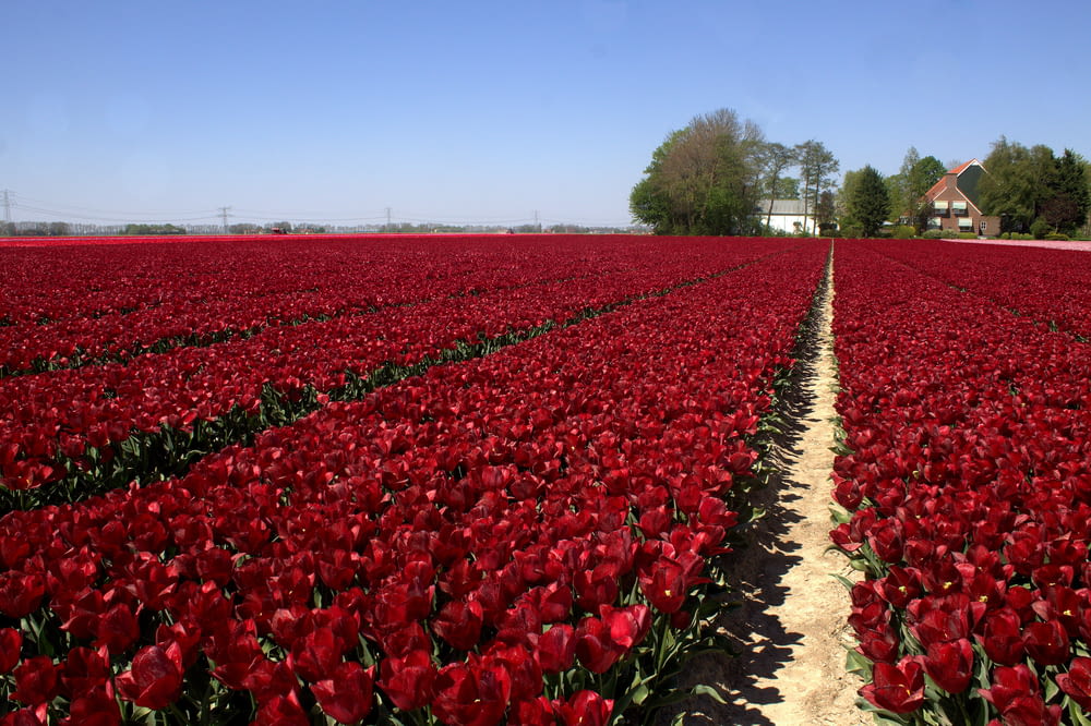 a field of red tulips with a house in the background