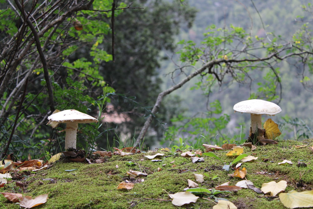 a couple of mushrooms sitting on top of a lush green hillside