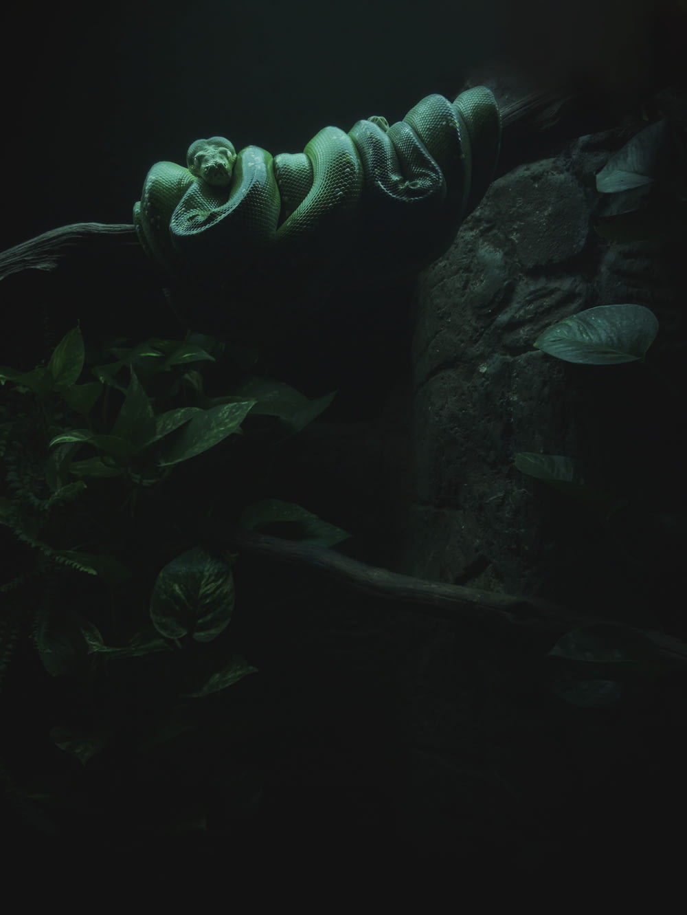 a green snake curled up on a rock in the dark