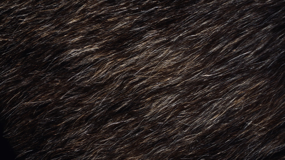 a close up of a black and brown fur texture