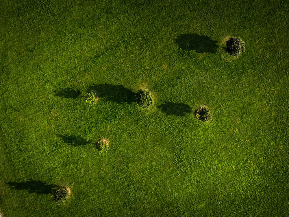 a group of animals standing on top of a lush green field